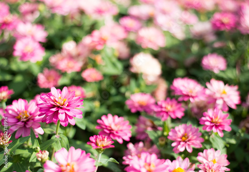 Pink beautiful chrysanthemum flowers  focus on one point of fram. © bigmetha