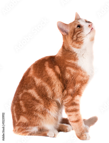 Obraz na plátne red cat sitting and waiting isolated on white background