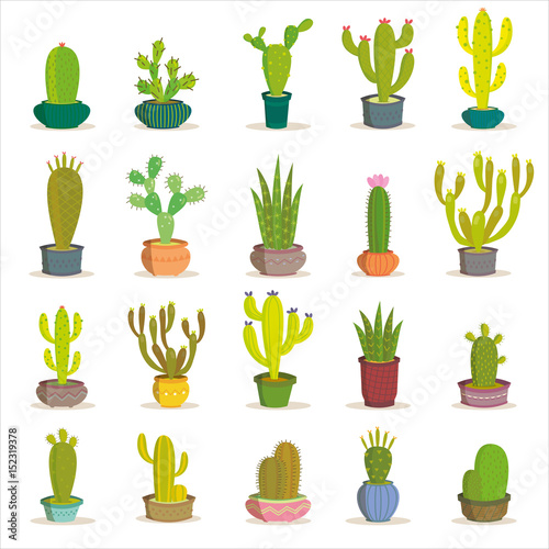 Cactus collection in vector illustration