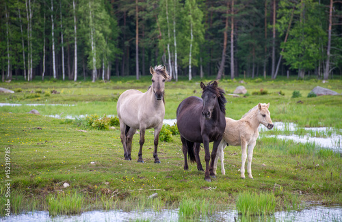 Fototapeta Naklejka Na Ścianę i Meble -  Herd of horses in the pasture. Engure Lake, Latvia