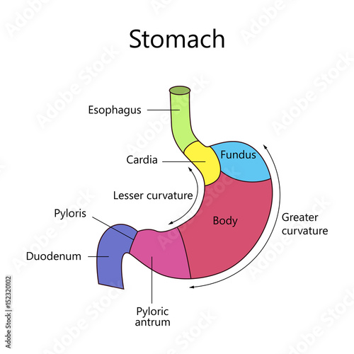 Internal Structure Human Stomach photo