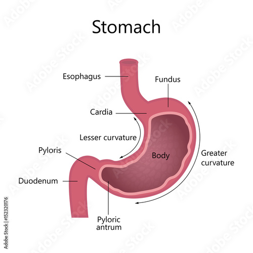 Internal Structure Human Stomach photo