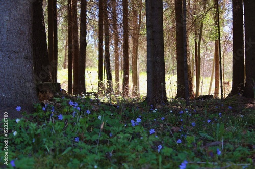 Spring flowers in the forest.