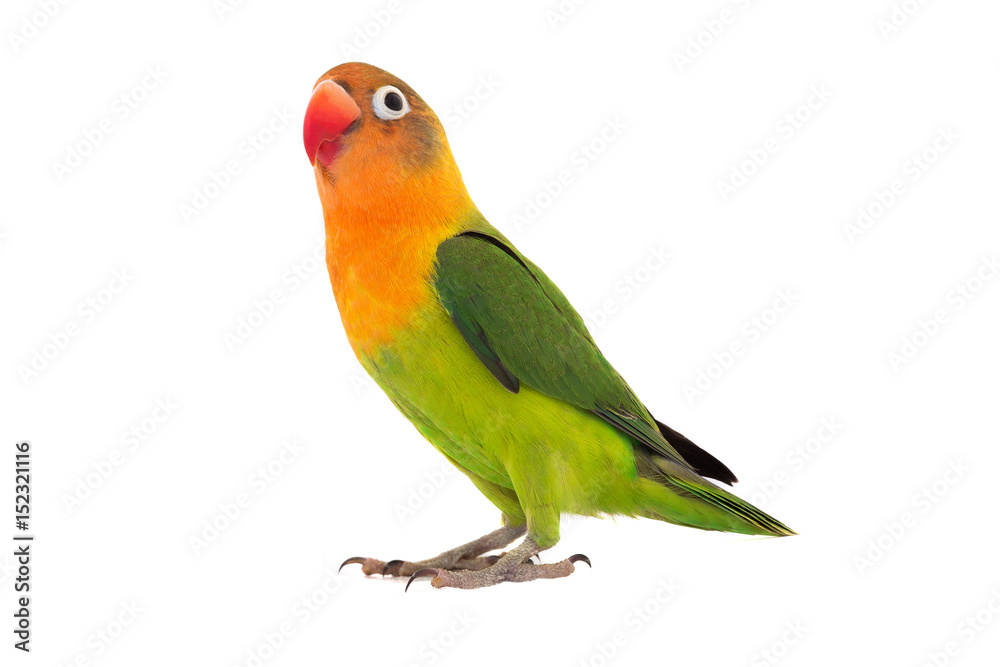 Fototapeta premium papuga fischeri lovebird