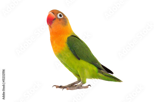 fischeri lovebird parrot Fototapet