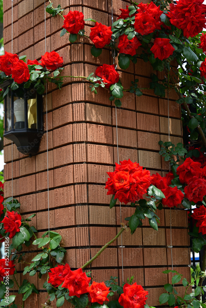 flower garden flower garden