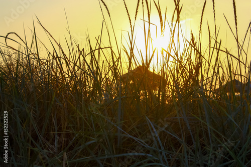 Sunset through the tall grass, a wooden observation tower in the background