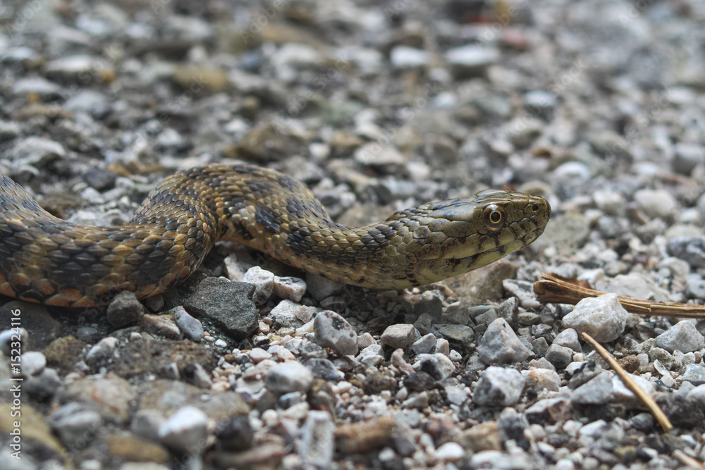 Naklejka premium Head of a dice snake (Natrix tassellata)