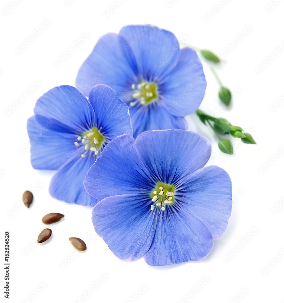 Flax blue flowers .
