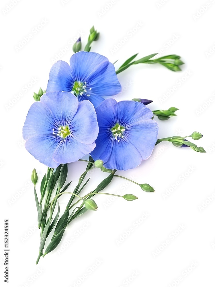 Naklejka premium Flax blue flowers.