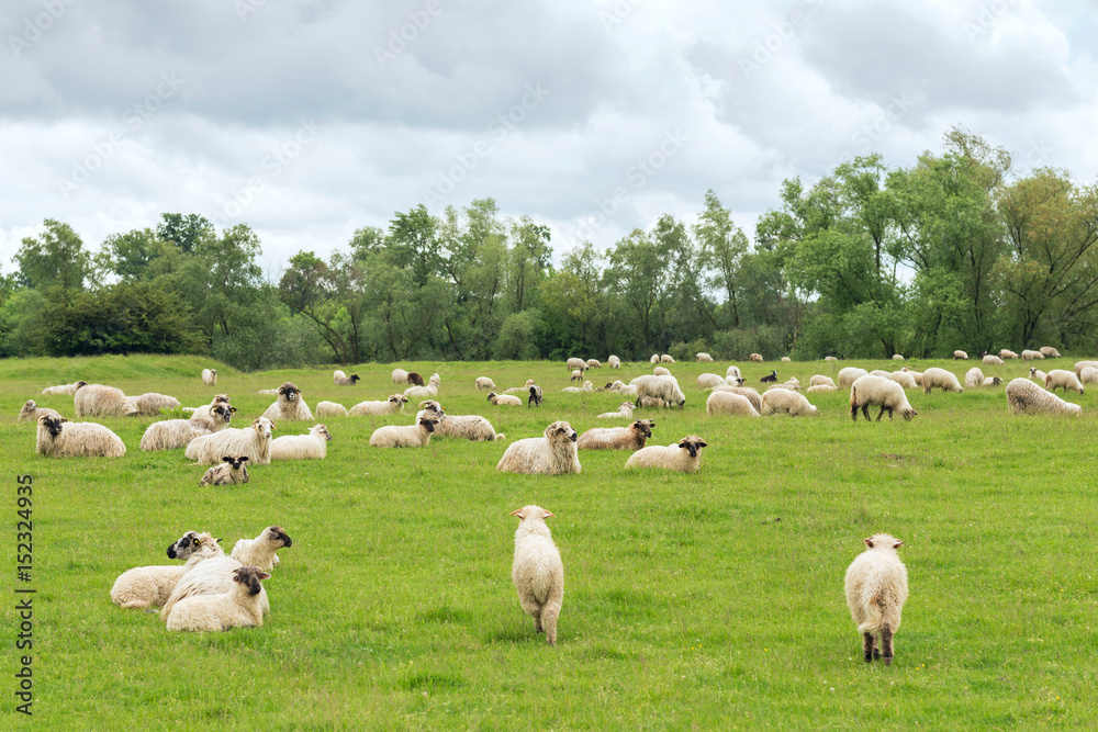 Pastoral scene, a flock of sheep