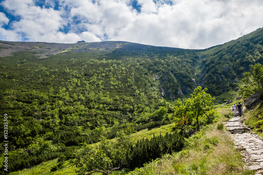 View of mountain forest landscape of the summer
