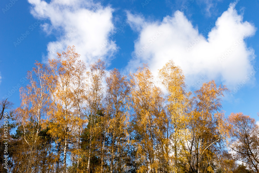 Fototapeta premium Autumn trees and blue sky