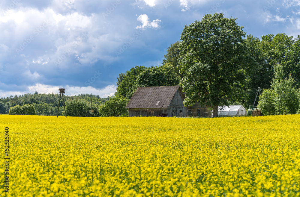 Large blooming rapeseed field at an open barn and the stork nest near a forest edge. Storm sky in background.
