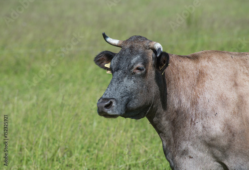 Cow eat the grass. Ogre, Latvia. © PTK