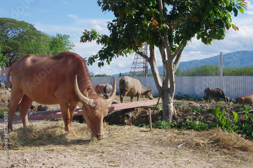 brown buffalo eating some grass.