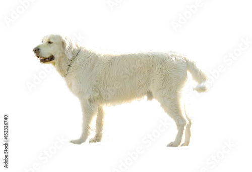 Golden retriever dog isolated in white
