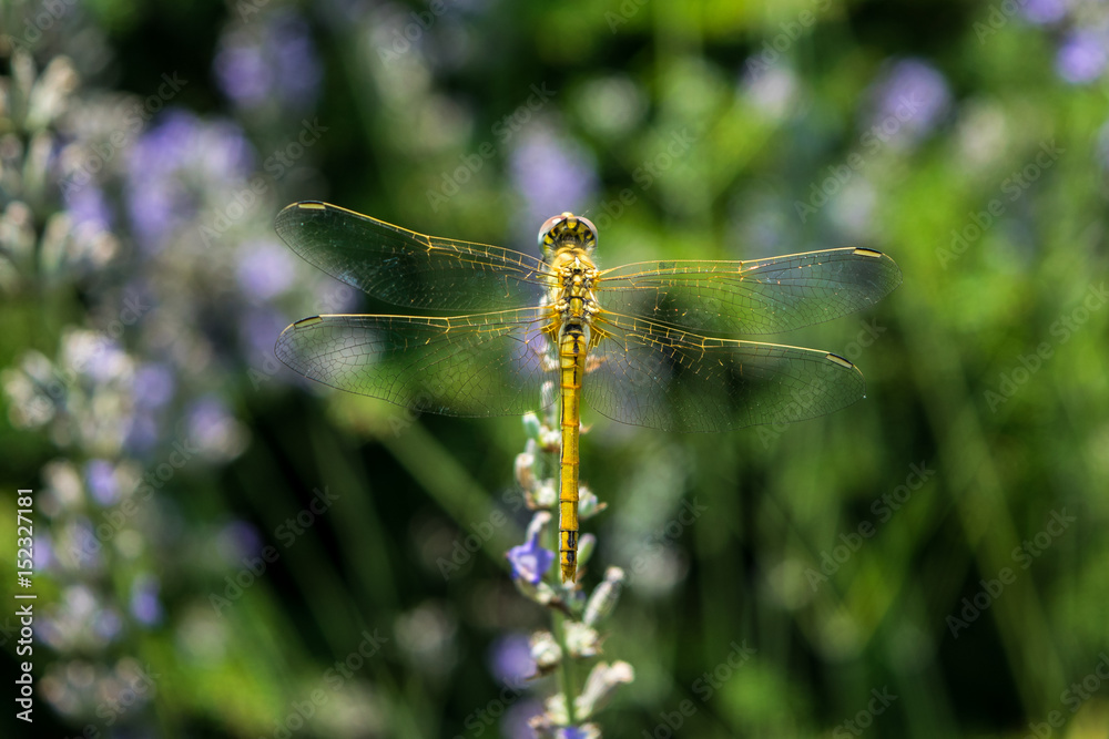 Yellow dragonfly sits on the grass against blurred flower background