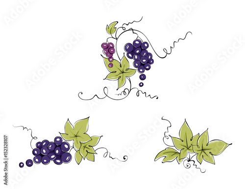 Design elements -- vine / Set graphic vector illustration, dark grapes drawing sketch
