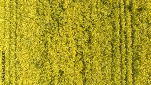 Aerial close up view of blooming rape fields.