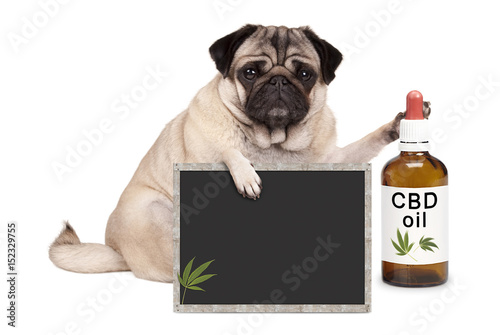 lovely cute pug puppy dog sitting down with bottle of CBD oil and blackboard sign, isolated on white background © monicaclick