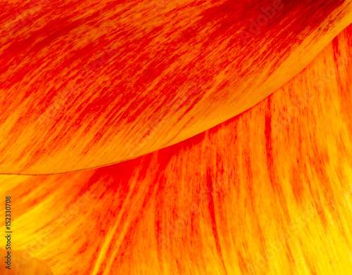 Fototapeta Naklejka Na Ścianę i Meble -  Petals of a tulip as a background
