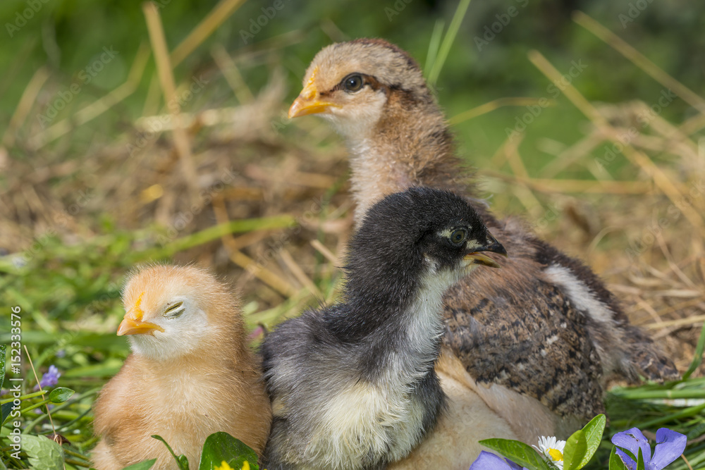 Obraz premium chickens in the garden