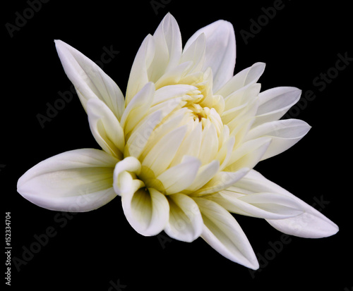Beautiful white flower on isolated back background