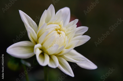 Beautiful white flower in nature background