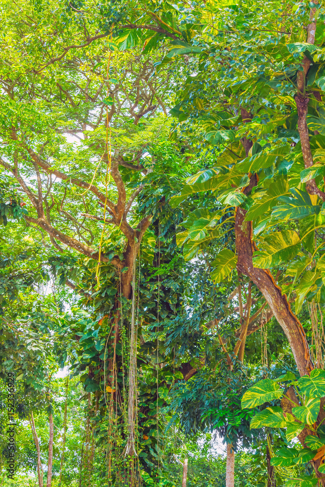 Fototapeta premium Tropical jubgle background
