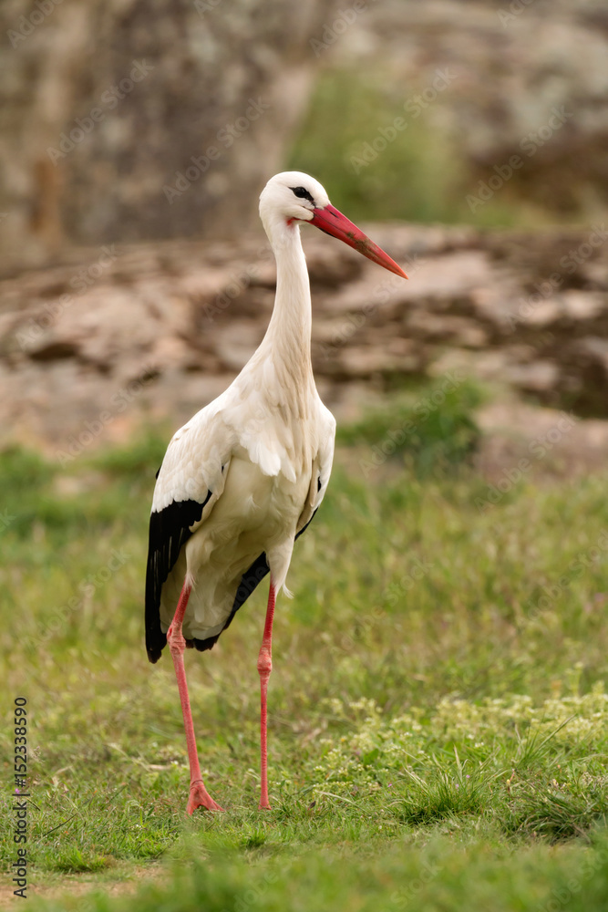 Fototapeta premium Elegant white stork