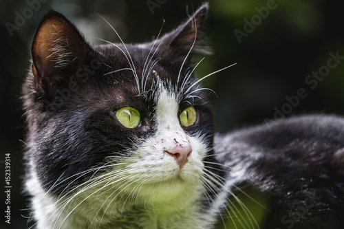 cat on the garden
