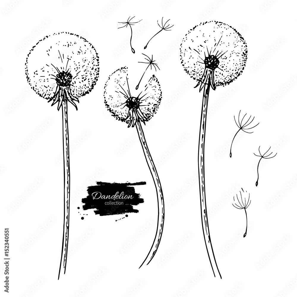 Obraz premium Zestaw do rysowania wektor kwiat mniszka lekarskiego. Izolowane dzikie rośliny i latające nasiona. Ziołowy grawerowany styl