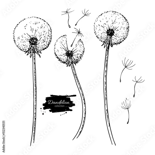 Dandelion flower vector drawing set. Isolated wild plant and flying seeds. Herbal engraved style