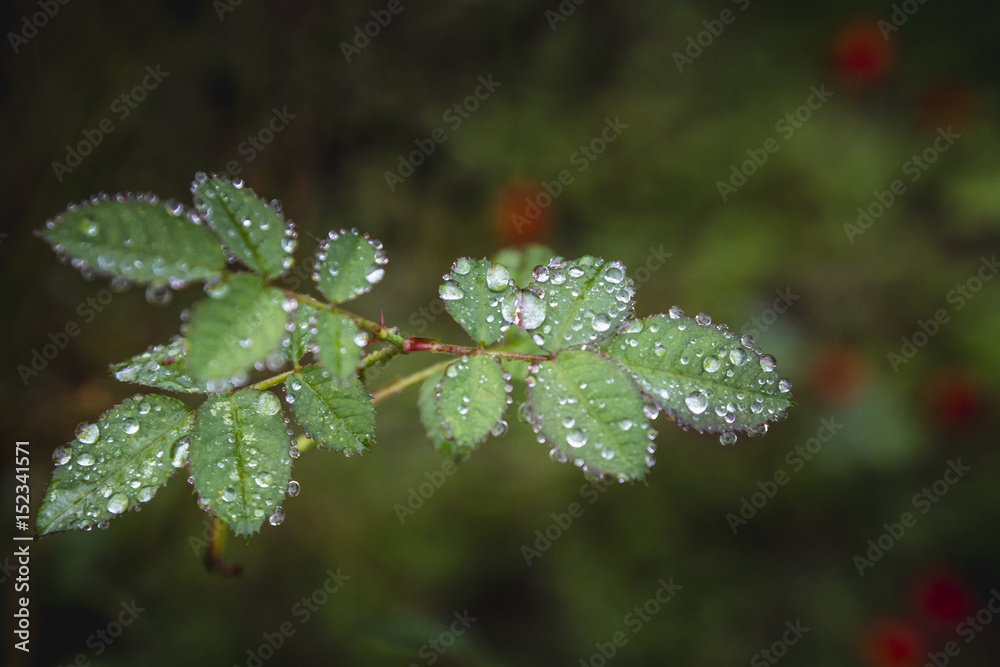 Drop of water on leaf of tree in the morning. Drop of water on leaf of tree in the morning.