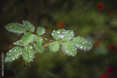 Drop of water on leaf of tree in the morning.