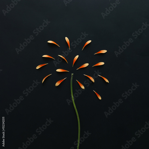 Yellow flower petals and stem as fireworks. Holiday concept. Flat lay.