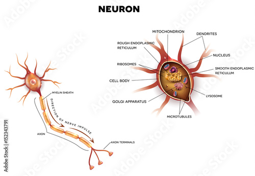 Neuron, nerve cell that is the main part of the nervous system, close up illustration. Cross section detailed anatomy, nucleus and other organelles of the cell.