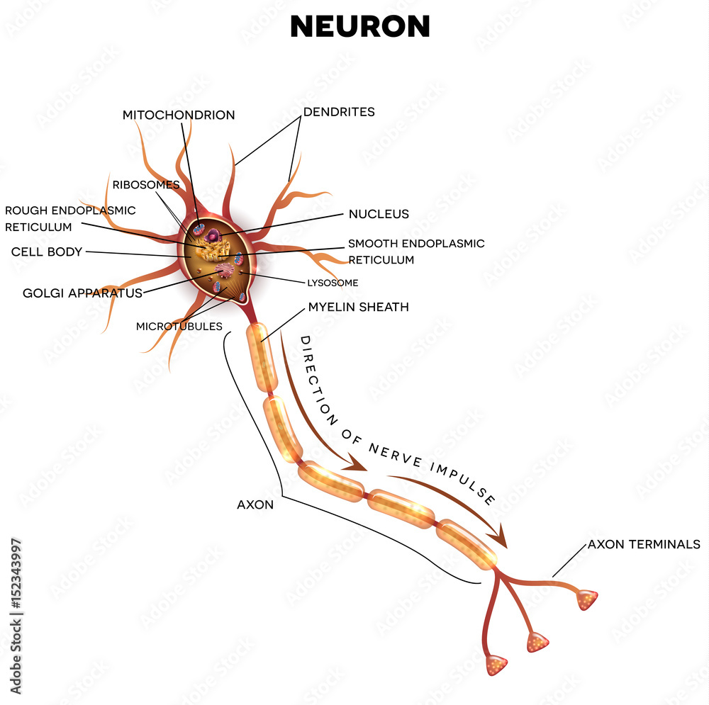 Neuron, nerve cell that is the main part of the nervous system. Cross