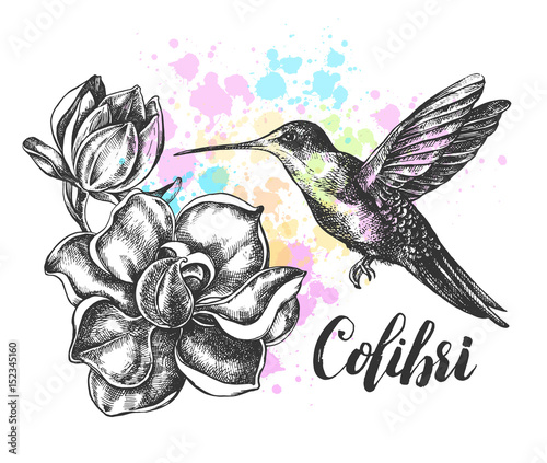 Background with Ink hand drawn flying colibri bird and magnolia flowers. Template for cards, banners with brush calligraphy style lettering. Vector illustration.