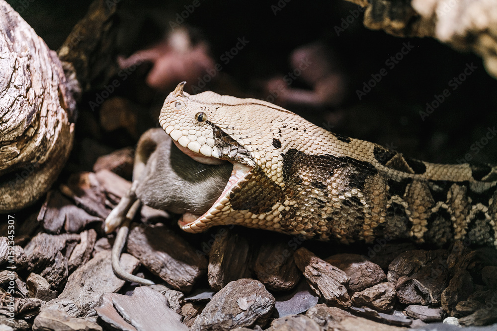 Fototapeta premium Bitis gabonica or Gaboon Viper in the Zoo eating big rat