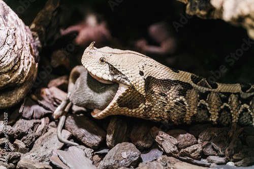Bitis gabonica or Gaboon Viper in the Zoo eating big rat photo