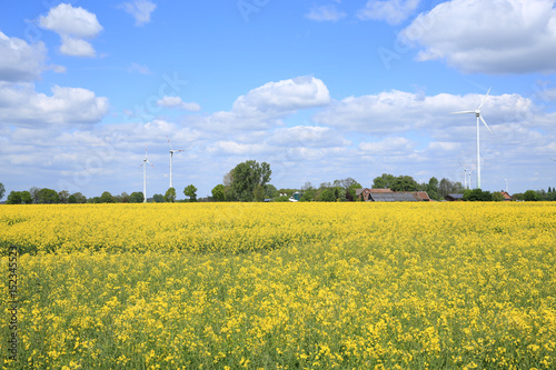 Rape field in Muensterland, Westphalia, Germany