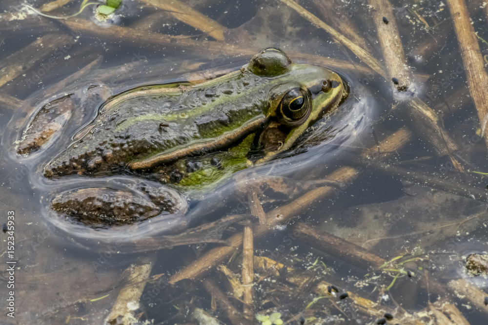 Pelophylax