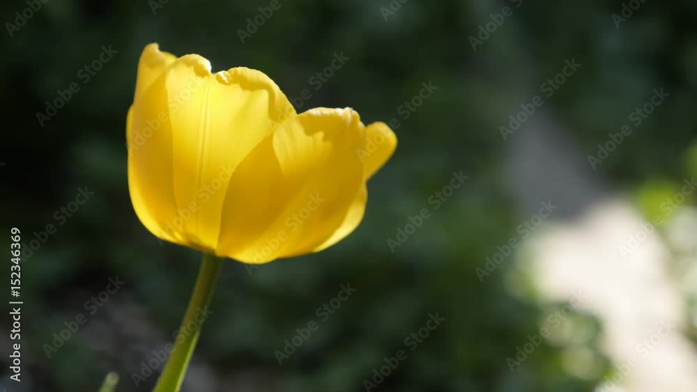 Lighted yellow Tulipa gesneriana flower bulb close-up 4K 2160 30fps UltraHD footage - Spring Didier tulip lily plant in the garden 3840X2160 UHD video Lighted yellow Tulipa gesneriana flower bulb close-up 4K 2160 30fps UltraHD footage - Spring Didier tulip lily plant in the garden 3840X2160 UHD video