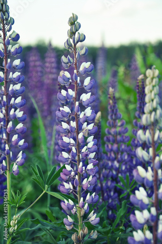 Flowering lupines in the meadow. Violet-white flowers.