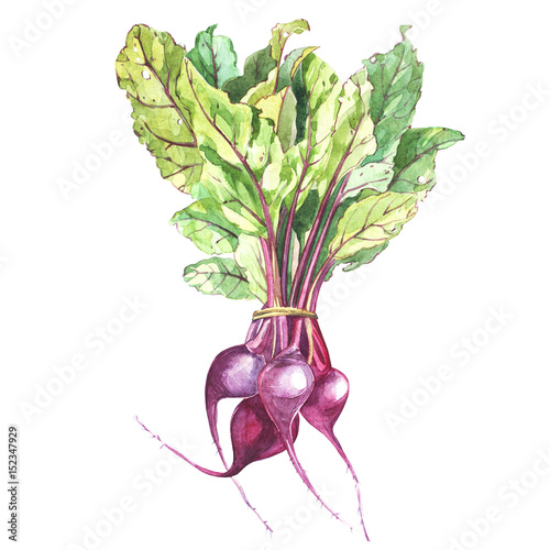Beet, beetroot with leaves isolated, illustration hand drawn painted watercolor.