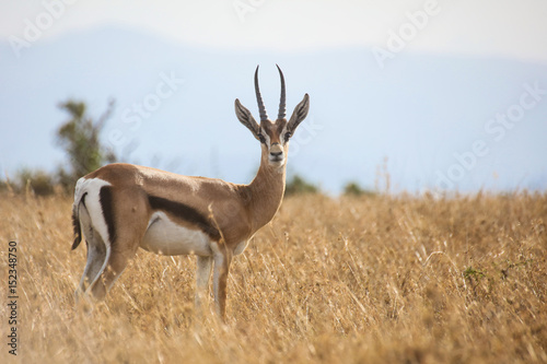 Young male Grant's gazelle photo