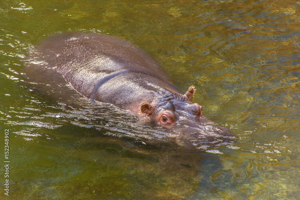 Fototapeta premium Nilpferd