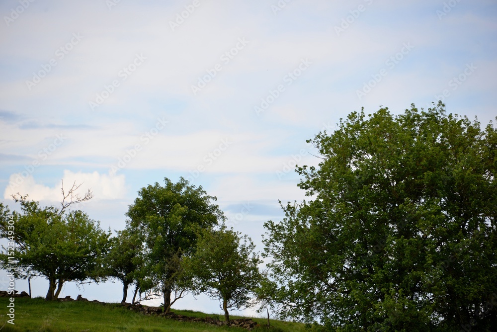 Obraz premium Arbres